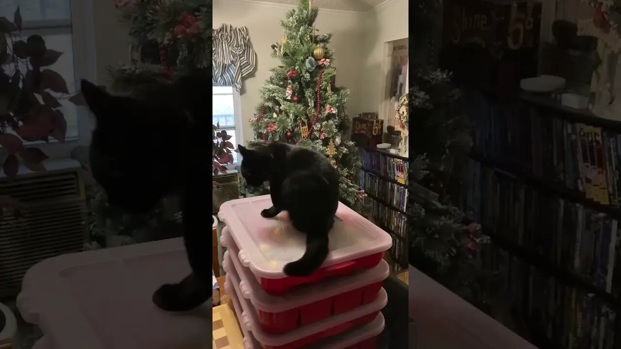 Cats Help Pack Up The Christmas Decorations