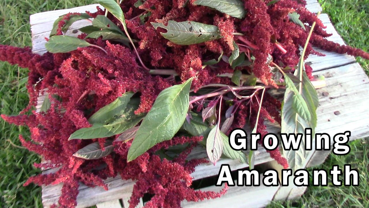 A Little About Amaranth - How It Grows - How It Is Used