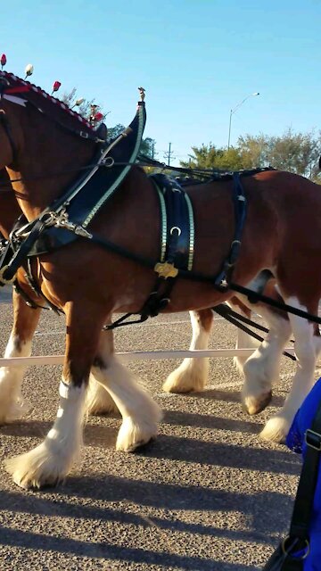 Budwiser Clydesdale horses came to town