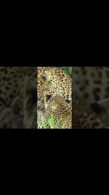 Feisty Leopard Cub #shorts