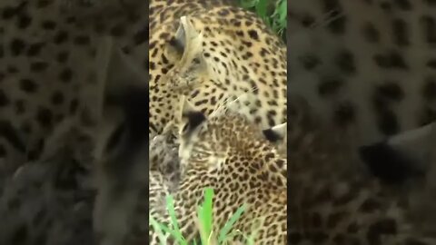Feisty Leopard Cub #shorts
