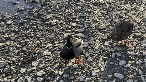 Excellent beak to eye coordination 👍