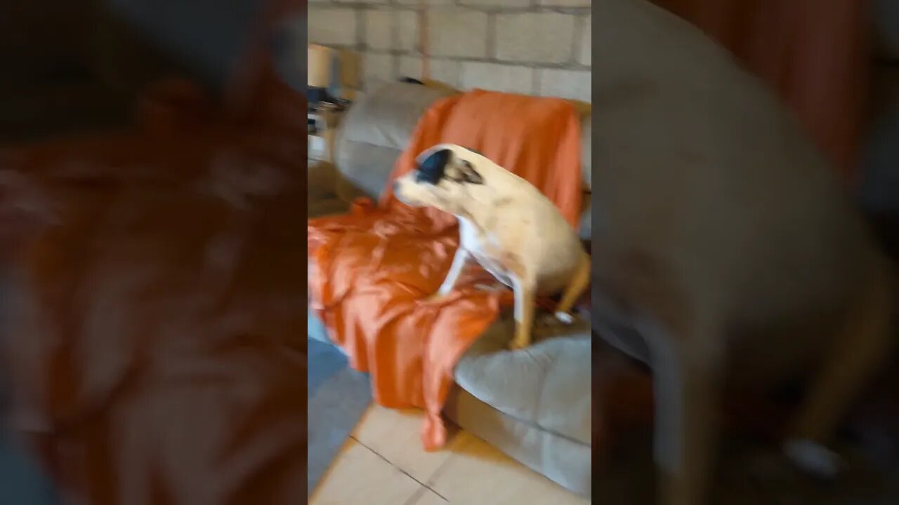 Can I Get An Awooo?