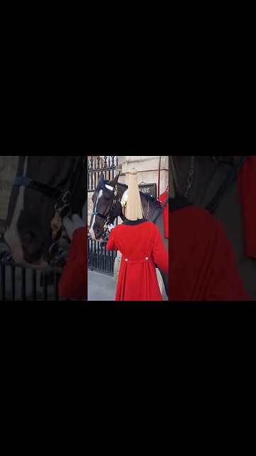Horse had cut inside his nose #horseguardsparade