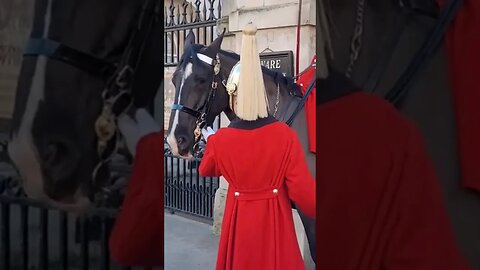 Horse had cut inside his nose #horseguardsparade