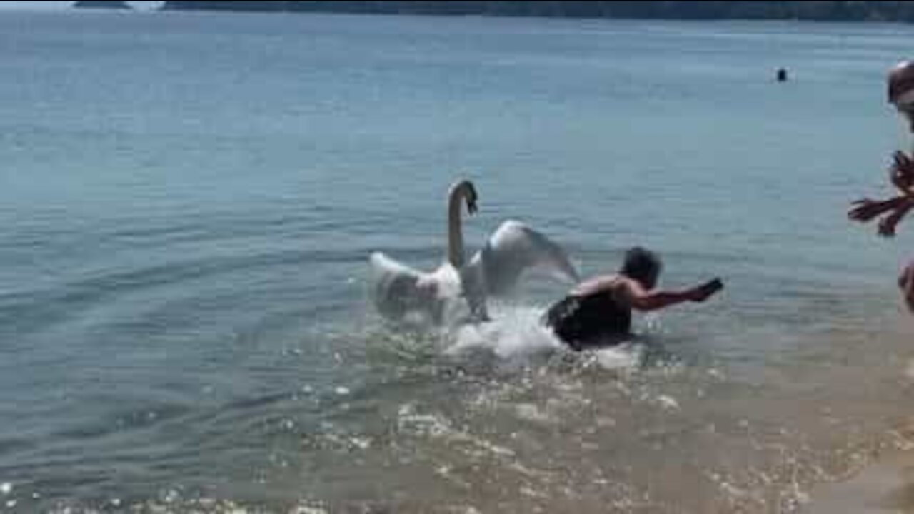 Un cygne anxieux pousse une femme l'eau!