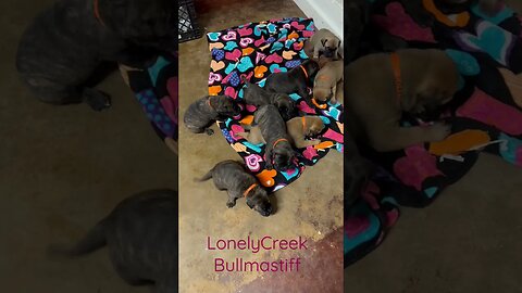 Puppies nursing. LonelyCreek bullmastiff