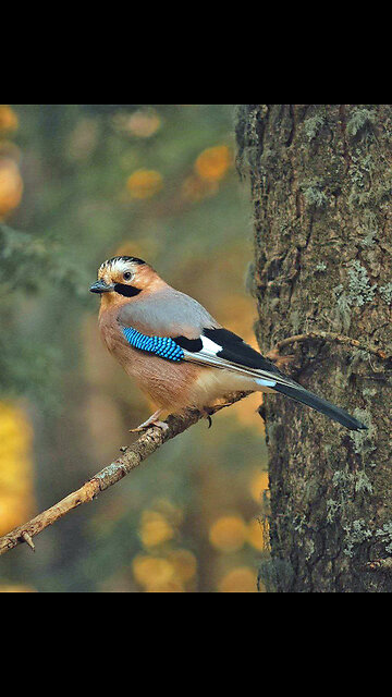 Die Fliege (ein Thriller)