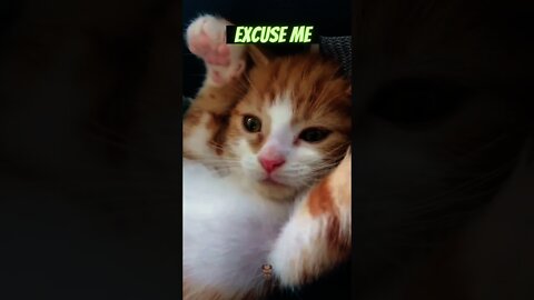 Excuse Me sir Why Are You So Cute 🥰Cute cats - Try not to Laugh #shorts