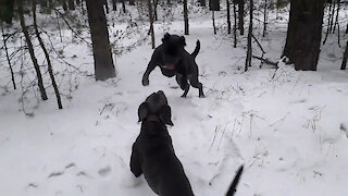 Сane Corso, playing in the snow