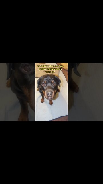 Oops 🤫 one too many treats 🍬 #Shorts #rottweiler #dogs