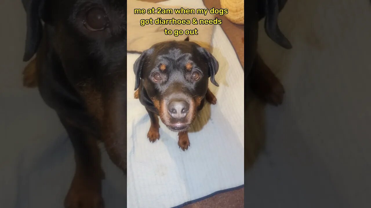 Oops 🤫 one too many treats 🍬 #Shorts #rottweiler #dogs