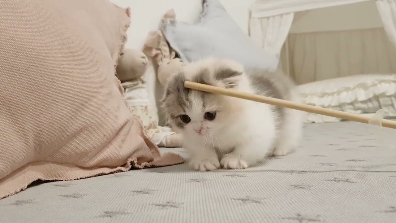 Cute & Funny Animals Videos Compilation🐕🦺 Pets, Dogs & 🐱 Cats Compilation 2022