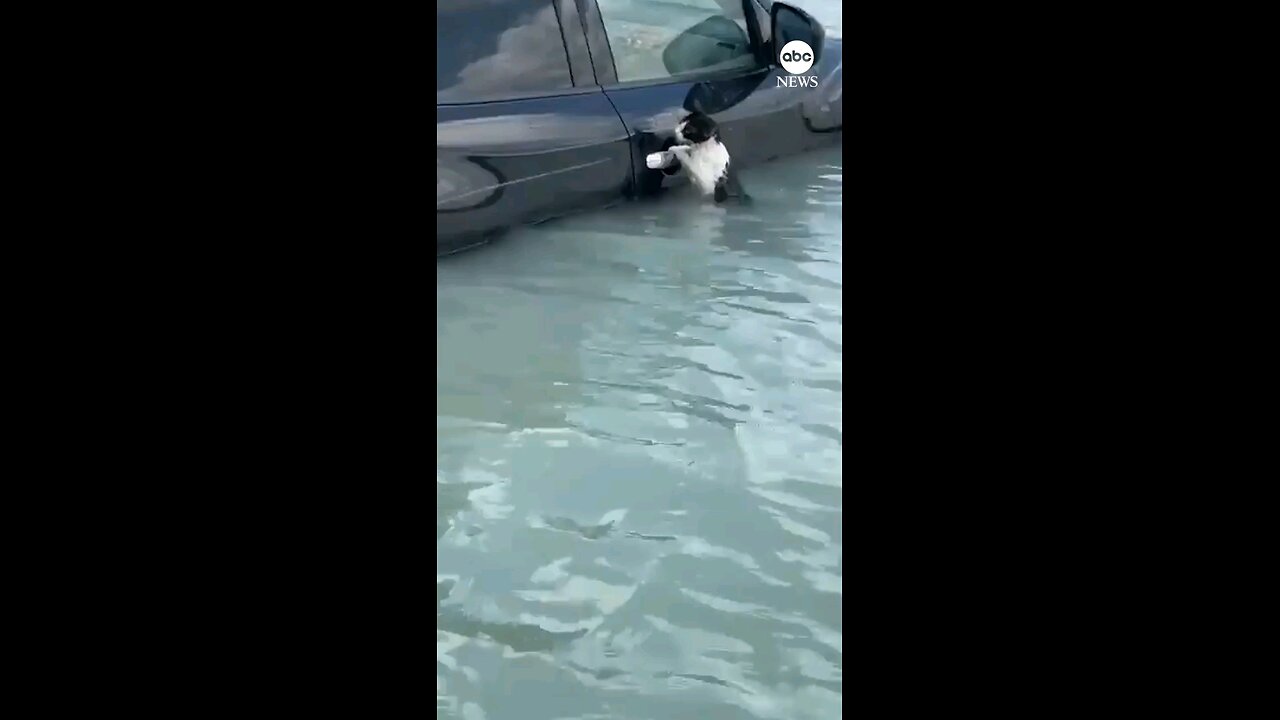 Cat rescueed from Dubai floods after clinging to car door