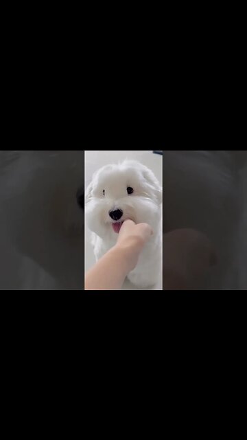 cãozinho que parece um ursinho de pelúcia #shorts #dog