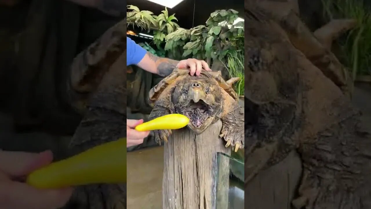 CUIDADO COM ESSA TARTARUGA 😱😱😱