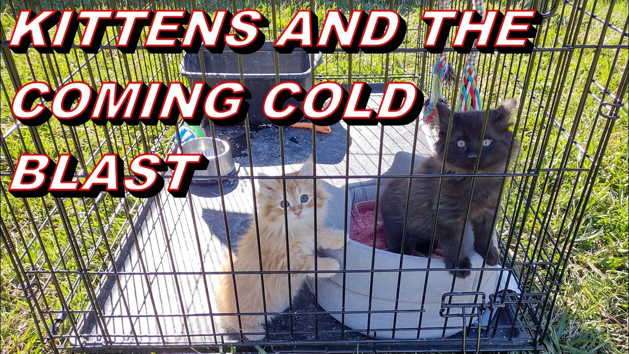 Kitten Update And Arctic Blast Preparation