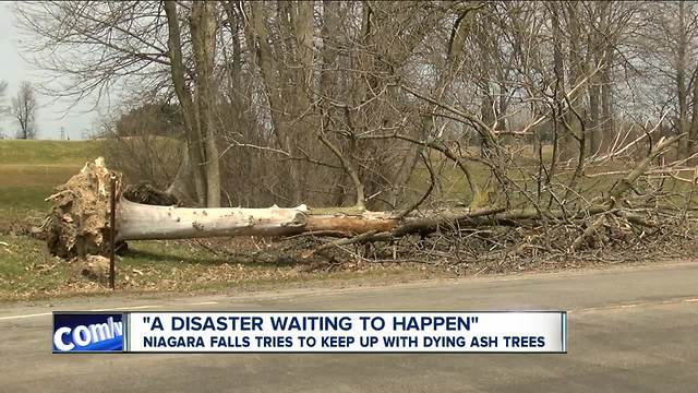 "A disaster waiting to happen": Niagara Falls tries to keep up with dying ash trees--5pm