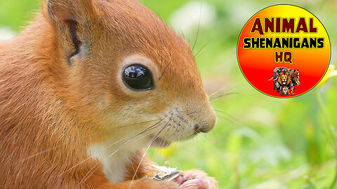 Rare Red Squirrel Close up