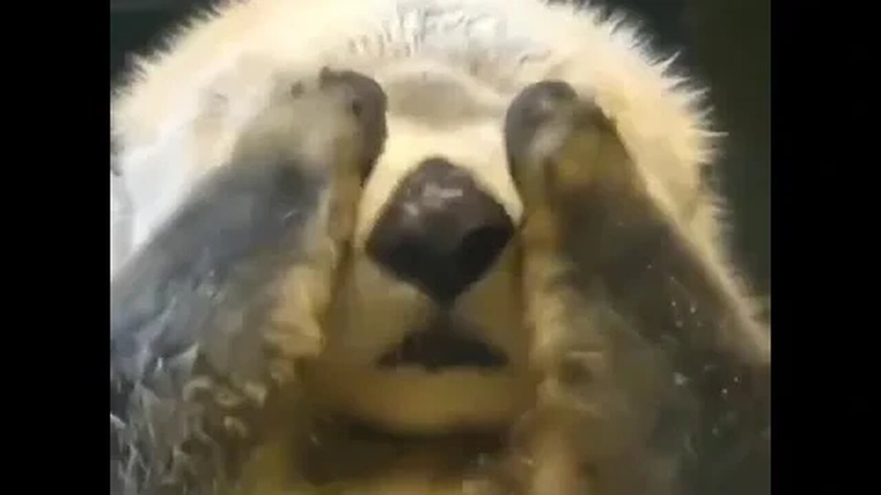 Otter Face Rubs