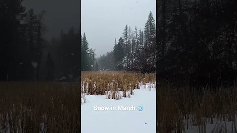 Snow in March #countryliving #homesteadinginmontana