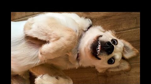 Awesome Funny Pet Animals Life Videos