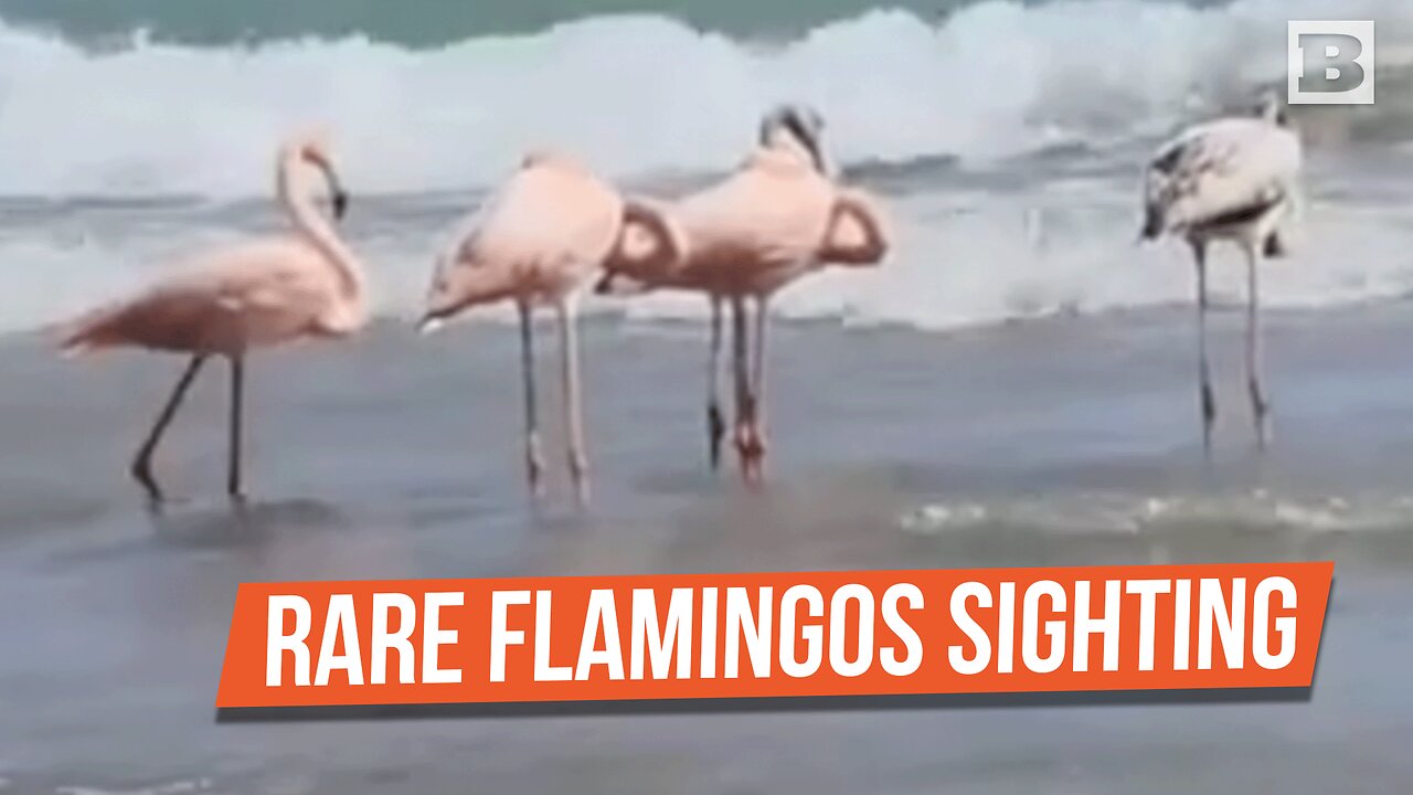 Rare Sighting: American Flamingos Grace Wisconsin Beach