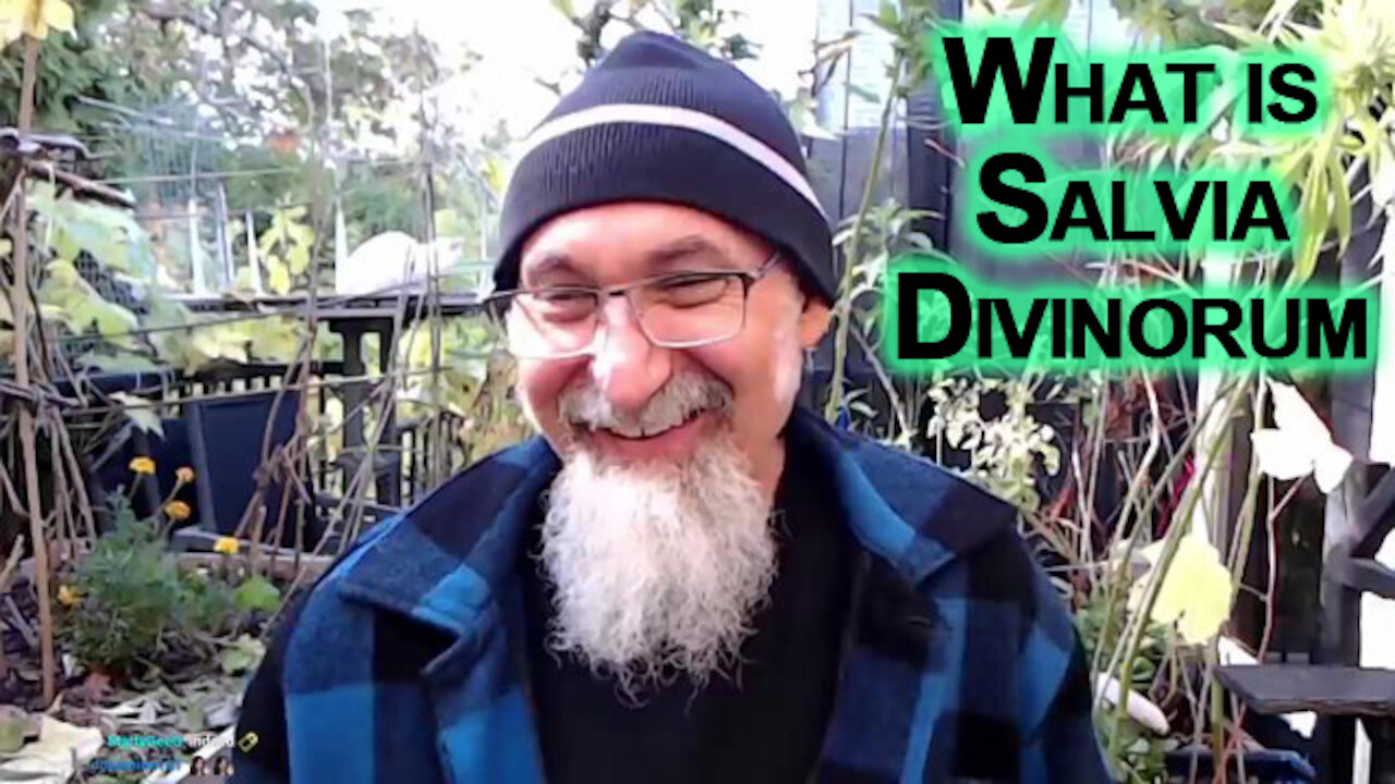 What is Salvia Divinorum?