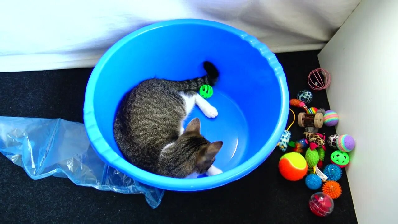 Small Cat Plays in a Plastic Basin