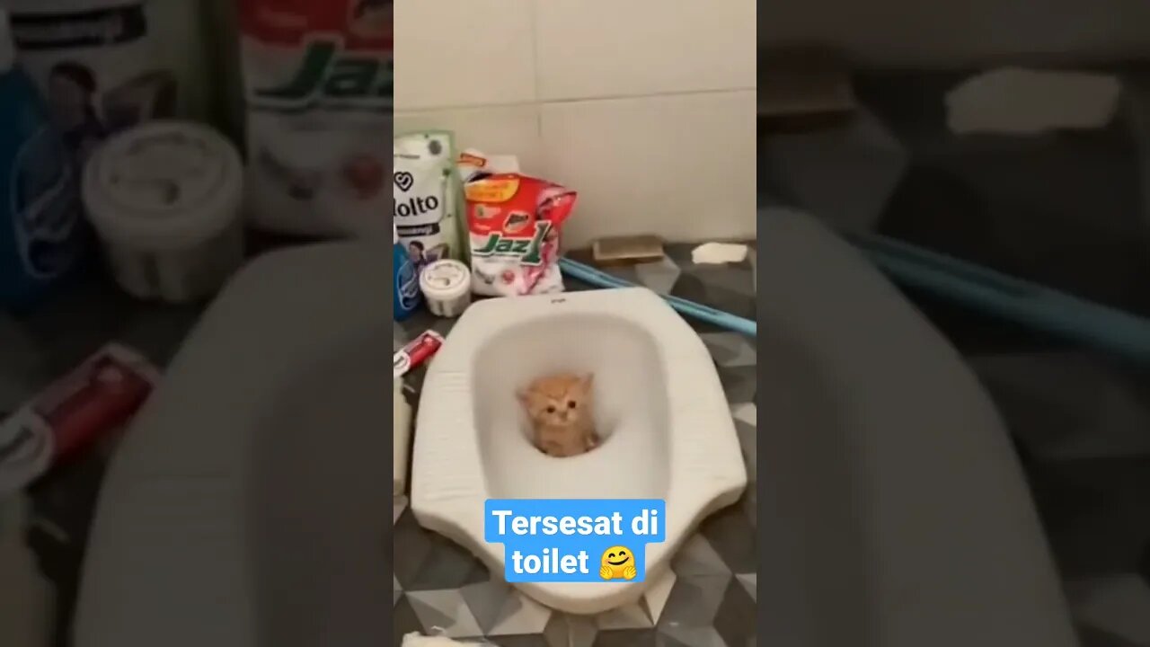 anak kucing tersesat di toilet #short #kucinglucu #catcutevideo