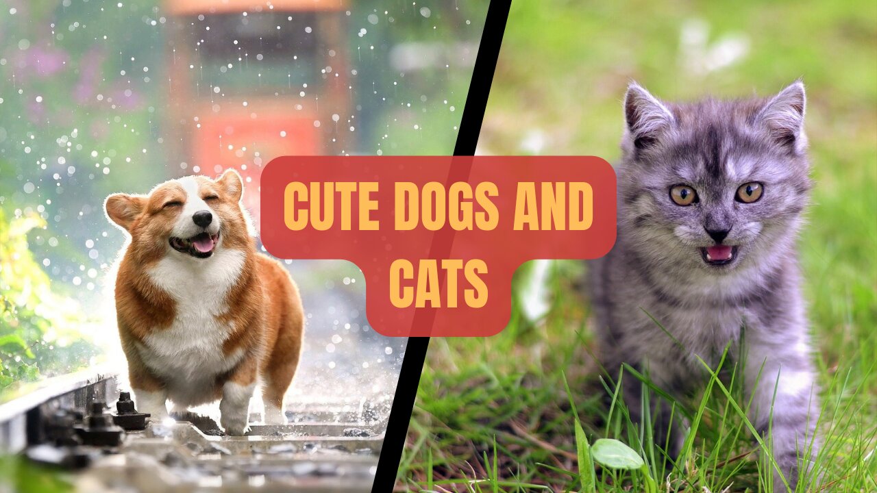 Cute pets that will cheer you up 100% [Happy pets] | Cute Dogs | Cute Cats