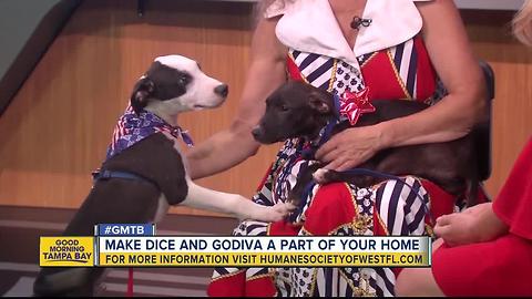 July 2 Rescues in Action: Dice and Godiva needs forever homes