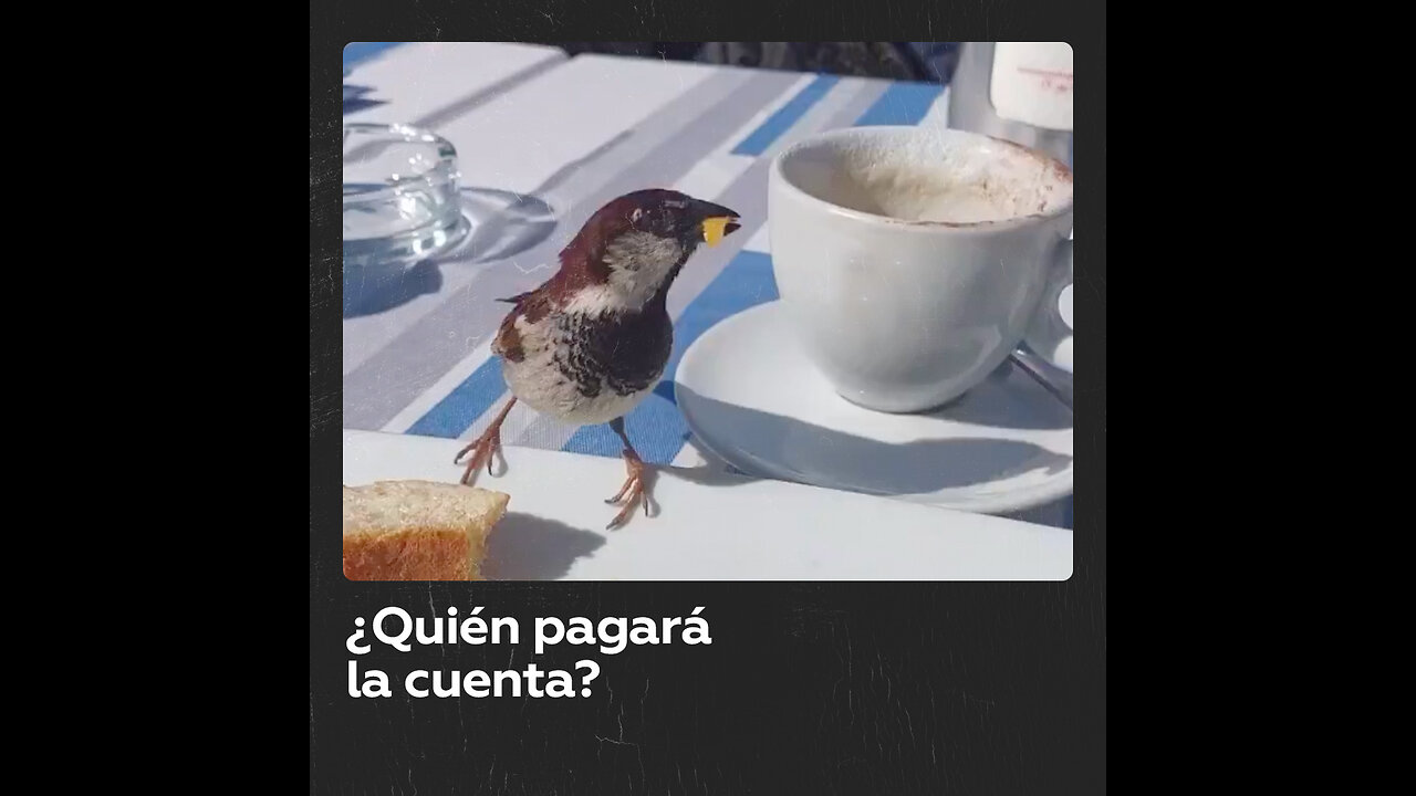 Un gorrión macho ‘invita a desayunar’ a su compañera