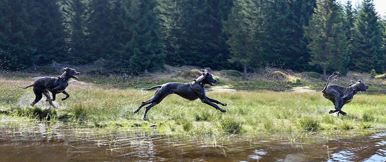 Irish greyhound racing - Track race