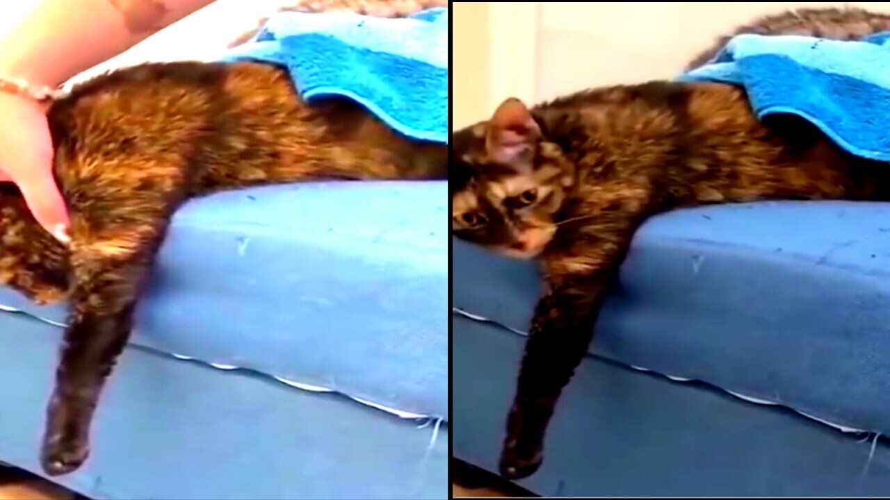 This Cat Is React Like Really Dead, cat , funny cat,