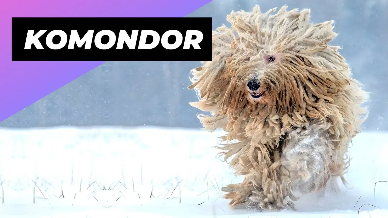 Komondor 🐶 The Mop-like Dog