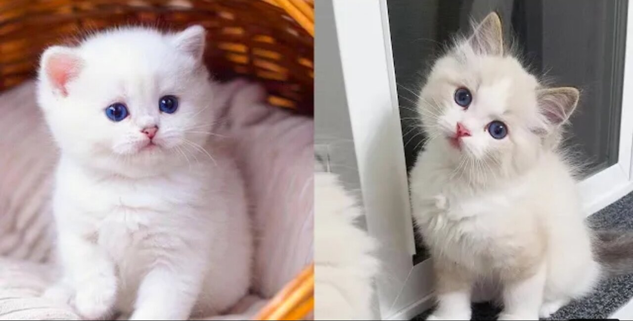Baby Cats - Cute and Funny Cat Videos Compilation #34 | Aww Animals