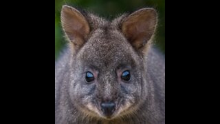 Wallaby Baby Joey Gets Carrot