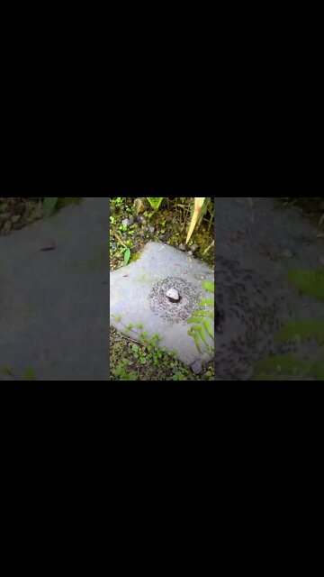 The ants are starting a ritual #shorts
