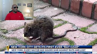 NYC Hires A Rat Czar To Stop The Rodent Problem