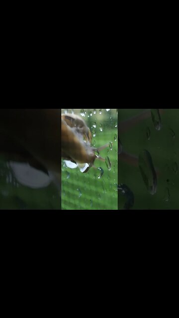 Snailaxing 🐌 #snail