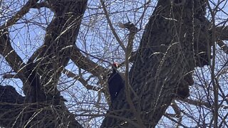 Pileated Wood Pecker