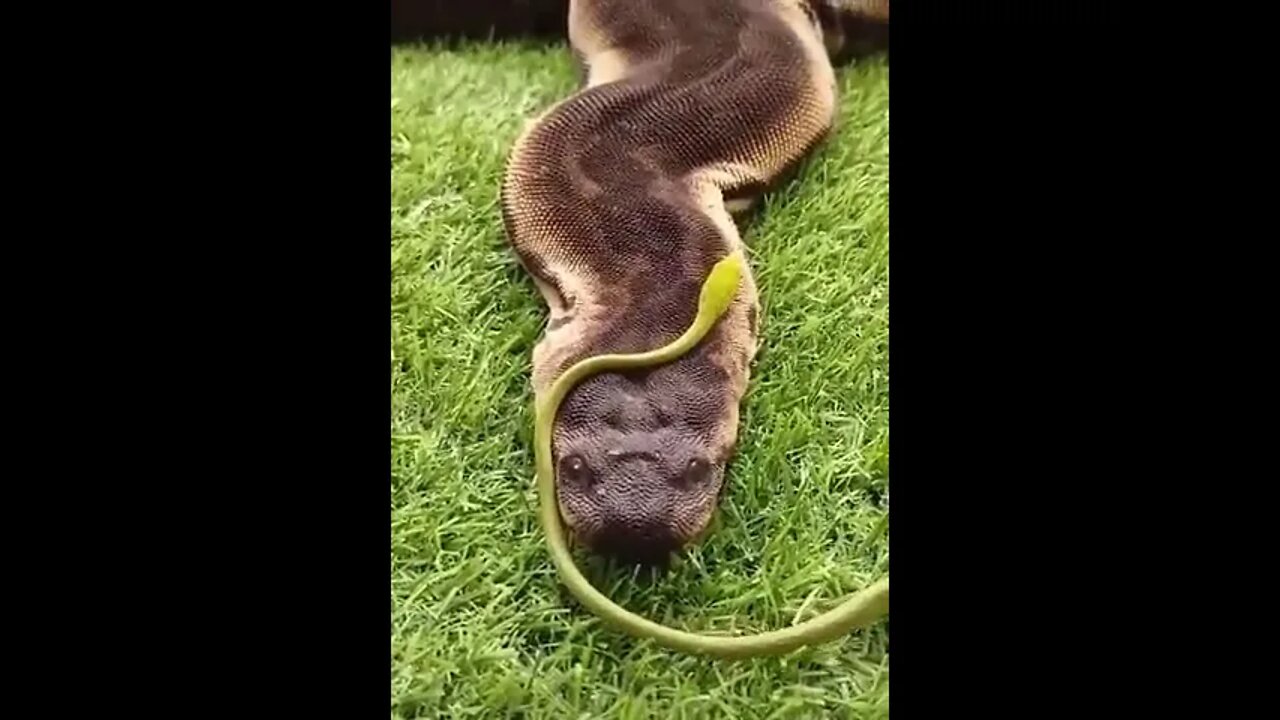 WORLD BIGGEST SNAKE