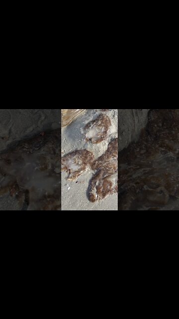 Jellyfish Family Washed Up on Thailand Beach