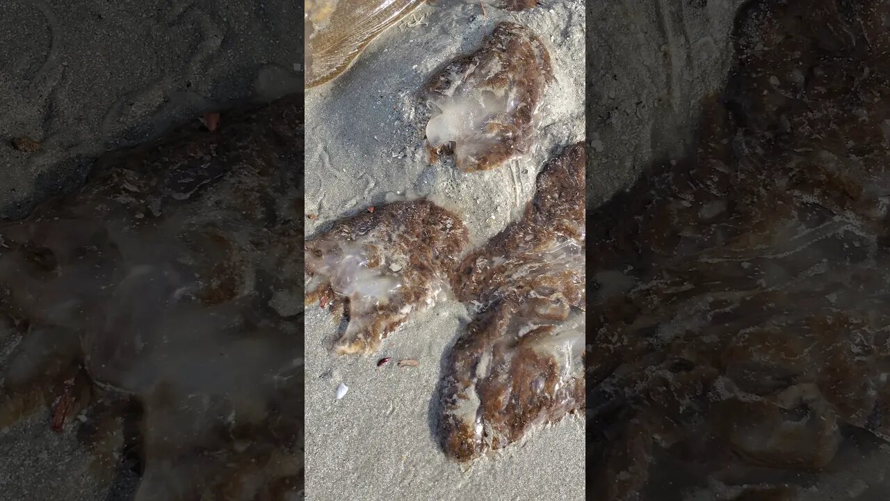 Jellyfish Family Washed Up on Thailand Beach