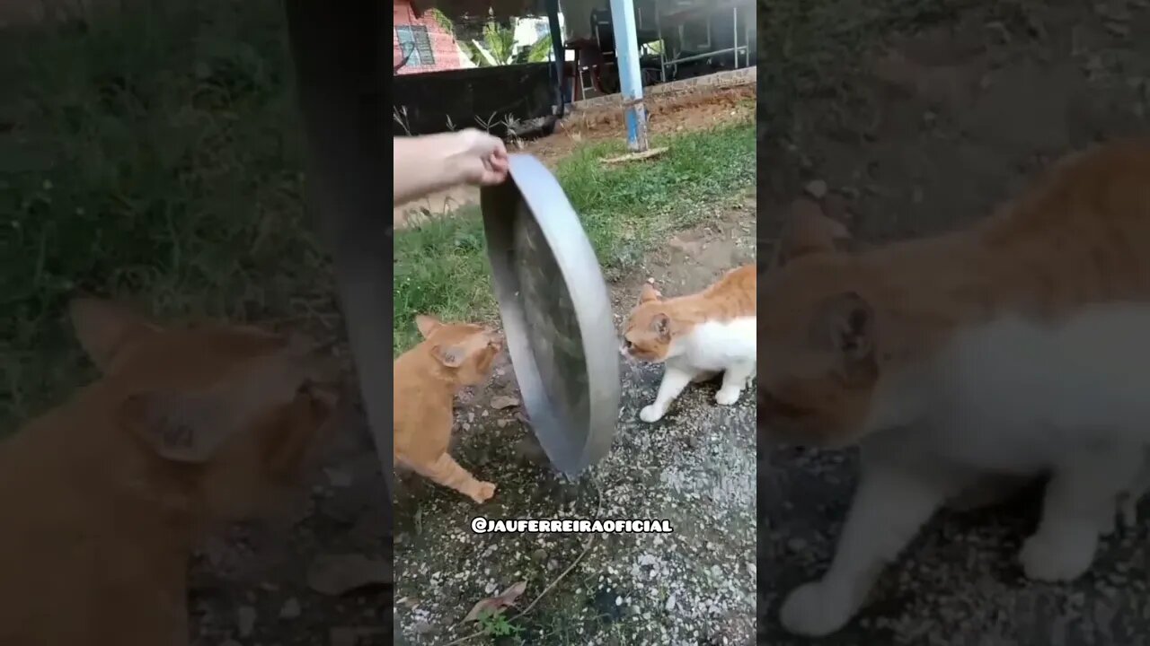dona morteonilda que leva mais um
