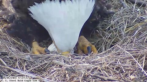 USS Bald Eagle Cam 1 4-5-23 @ 17:31:58 Egg roll with confirmed PIP