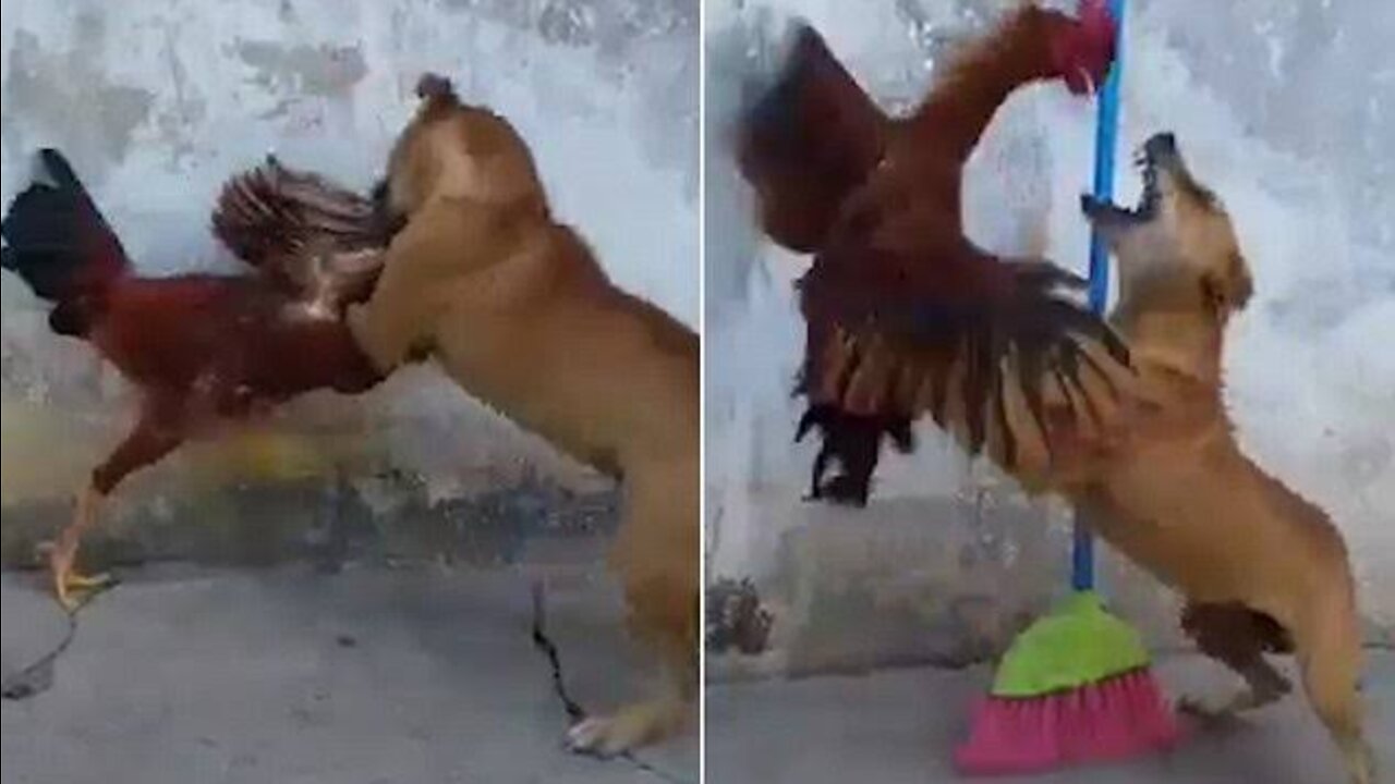 Chicken vs dog fight most insane || never seen before