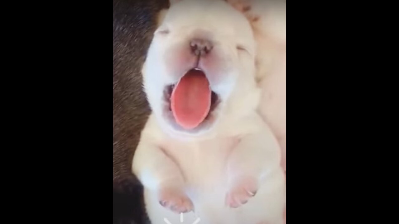 Cute Puppy Sleeping