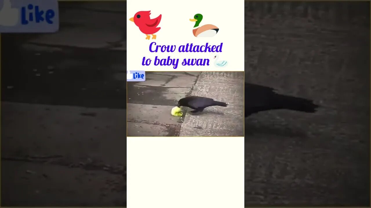 Crow attacked to baby swan 🦢